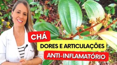 Chá para INFLAMAÇÃO, ARTICULAÇÕES e DORES! Benefícios do Chá de Canela de Velho, Como Tomar e Fazer