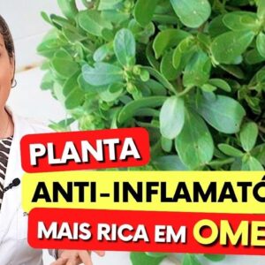 Planta Anti-Inflamatória MAIS RICA EM OMEGA-3, para Dor, Emagrecer, Articulações,.. Como Usar Certo