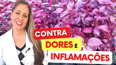 Planta ANTIBIÓTICA e ANALGÉSICA - Farmácia NATURAL para DORES, INFLAMAÇÃO e Mais - Como Usar, Chá,..