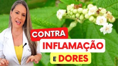 ERVA para ARTICULAÇÕES, DORES e INFLAMAÇÃO! Benefícios do Chá de Erva Baleeira, Como Usar e Dicas