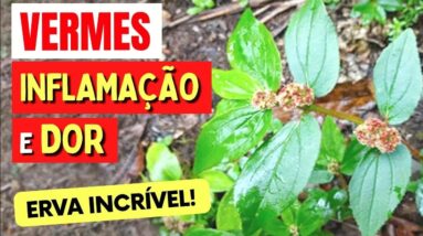 ERVA contra VERMES, INFLAMAÇÃO e BACTÉRIAS! Benefícios da Erva de Santa Luzia, Como Usar, Chá, Dicas