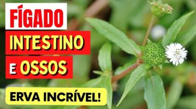 ERVA que PROTEGE FÍGADO, INTESTINO, OSSOS,... É uma verdadeira FARMÁCIA NATURAL! Como Usar e Dicas