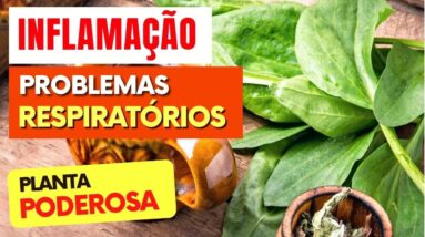 Chá para INFLAMAÇÃO, PROBLEMAS RESPIRATÓRIOS E IMUNIDADE - Benefícios do Chá de Tanchagem, Como Usar