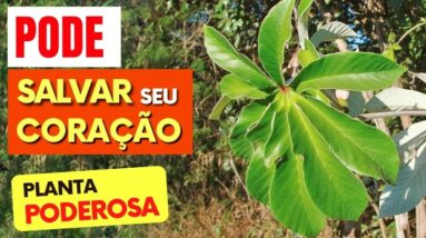 Como essa PLANTA pode SALVAR SEU CORAÇÃO (e muito mais!)