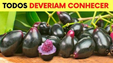 Você Não Imagina que 1 JAMELÃO/JAMBOLÃO Possa Fazer Tudo Isso! (Como Usar Chá e Fruta e Benefícios