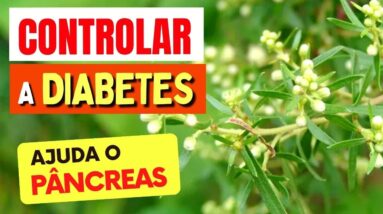 Uma planta para CONTROLAR A DIABETES e ajudar o PÂNCREAS, DIGESTÃO e INFLAMAÇÃO!