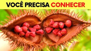 PODEROSO ANTI-INFLAMATÓRIO, ANTIOXIDANTE e Mais! Benefícios do Urucum, Como Usar e Dicas