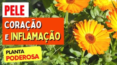 A Planta para PELE, CORAÇÃO e INFLAMAÇÃO- Benefícios da Calêndula, Como Usar e Dicas