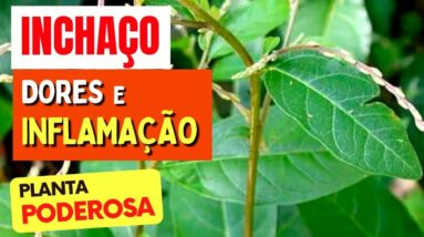 Planta para DORES, INFLAMAÇÃO e INCHAÇO - Benefícios da Guiné, Como Usar e Dicas