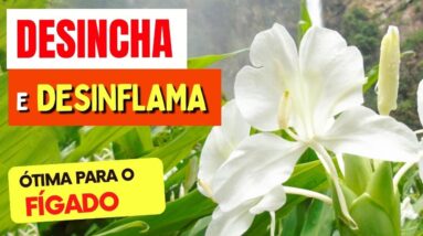 Planta para DESINCHAR, FÍGADO e DESINFLAMAR - Benefícios do Lírio-do-Brejo, Como Usar e Dicas