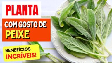 A Planta INCRÍVEL com Gosto de Peixe - Benefícios da Peixinho, Como Usar e Dicas