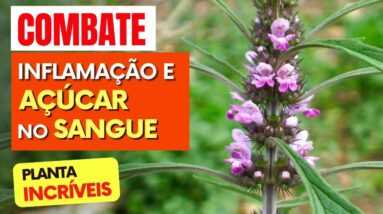 Planta para AÇÚCAR NO SANGUE, INFLAMAÇÃO, CORAÇÃO,... - Benefícios do Rubim, Como Usar e Dicas