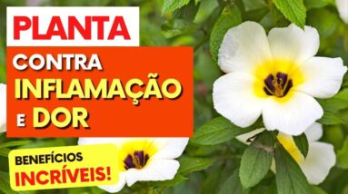 Planta para DORES, INFLAMAÇÃO e ANTIOXIDANTE - Benefícios da Chanana, Como Usar e Dicas