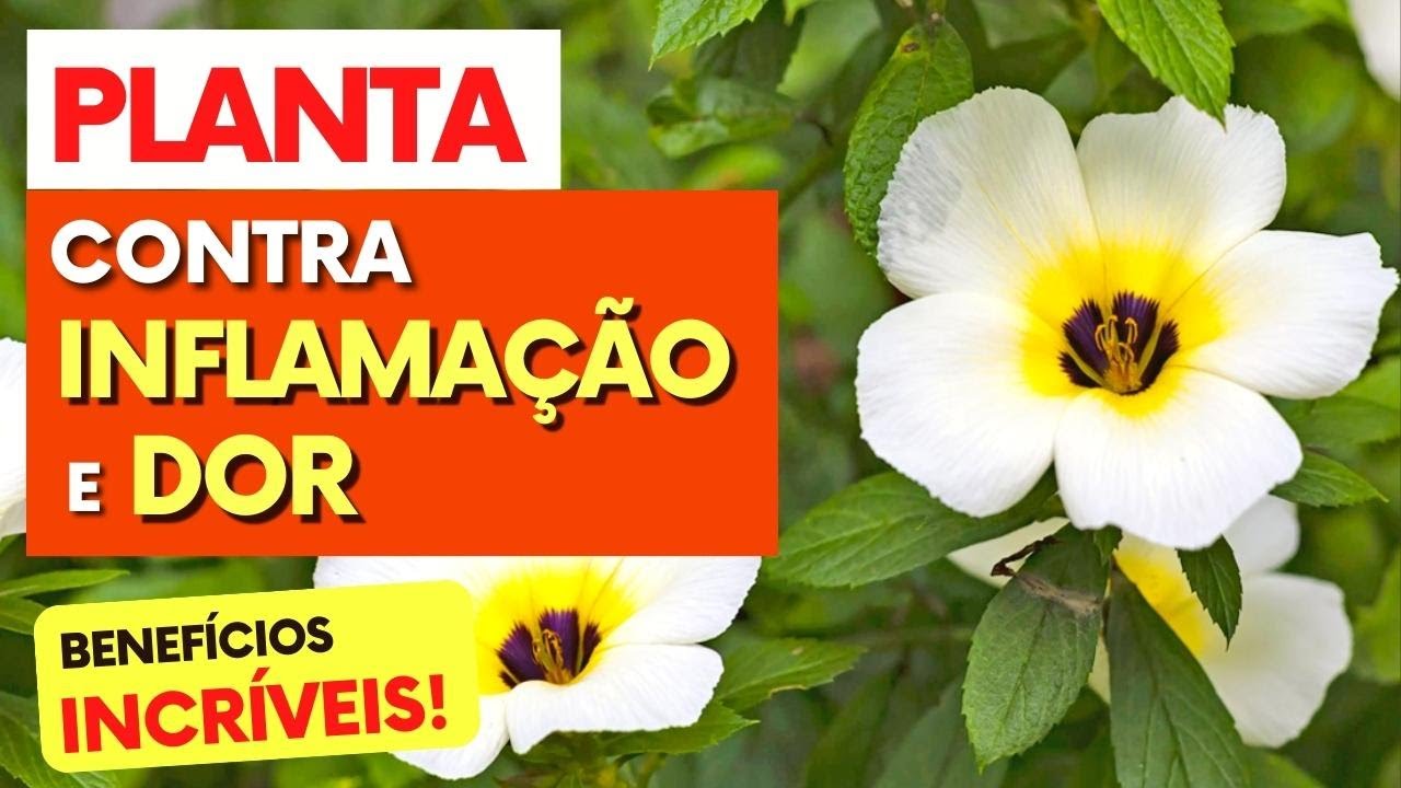 Planta para DORES, INFLAMAÇÃO e ANTIOXIDANTE – Benefícios da Chanana ...
