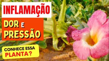 Planta para DOR, INFLAMAÇÃO, PRESSÃO e mais - Benefícios da Garra do Diabo, Como Usar e Dicas