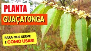 PLANTA para INFLAMAÇÃO, INCHAÇO e CICATRIZAÇÃO - Benefícios do Chá de Guaçatonga, Como Fazer e Dicas