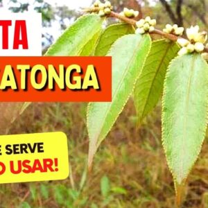 PLANTA para INFLAMAÇÃO, INCHAÇO e CICATRIZAÇÃO - Benefícios do Chá de Guaçatonga, Como Fazer e Dicas