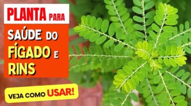 Planta Famosa para RINS, FÍGADO e mais - Benefícios da Quebra-Pedra, Como Usar, Chá e Dicas