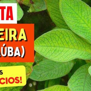 Planta para IMUNIDADE, INFLAMAÇÃO e mais - Benefícios da LEITEIRA (JANAÚBA), Chá, Dicas e Cuidados