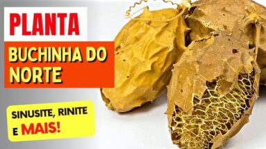 Planta para CATARRO, RINITE, RESFRIADO,... - Benefícios da Buchinha do Norte e Como Usar Certo!