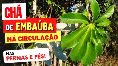 CHÁ DE EMBAÚBA para MÁ CIRCULAÇÃO nas PERNAS E PÉS - Use Assim!