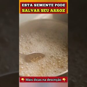 ESSA SEMENTE pode SALVAR SEU ARROZ (+ Fibras, Anti-inflamatório e mais)