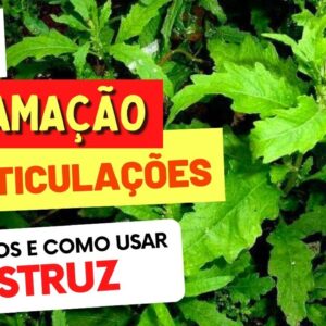 MASTRUZ PARA DOR, INFLAMAÇÃO E ARTICULAÇÕES - Benefícios e Como Usar