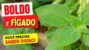 CHÁ DE BOLDO e FÍGADO - O que você PRECISA SABER!